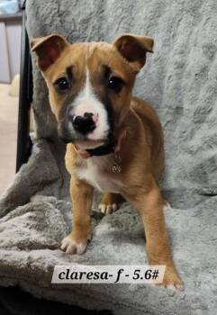 Boxer Dogs Available for Adoption - Claressa | PetCurious