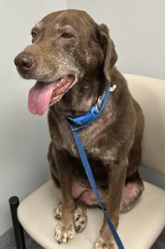 Chocolate Labrador Retriever Dogs Available for Adoption in Killingworth, Connecticut - Izzy 11 | PetCurious
