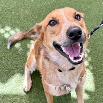 Carolina Dog and Sheep Dog Dogs Available for Adoption in Fort Lauderdale, Florida - Kilo | PetCurious