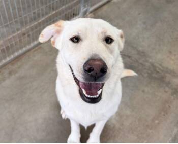 Tre -  Labrador Retriever Dog for Adoption in Canutillo, Texas - Tre | PetCurious