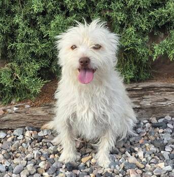 Remarkable Lil Mr Rubens - Terripoo -  Norfolk Terrier and Poodle Dog for Adoption in North Valley, New Mexico - Remarkable Lil Mr Rubens - Terripoo | PetCurious