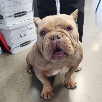 English Bulldog Dogs Available for Adoption - Ruby | PetCurious