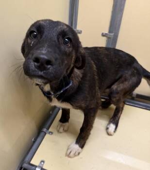 Martia -  Siberian Husky and Australian Cattle Dog Blue Heeler Dog for Adoption in Sioux City, Iowa - Martia | PetCurious