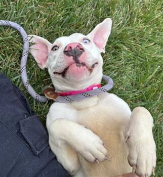 MUNCHKIN -  Pit Bull Terrier and Mixed Breed Dog for Adoption in Dayton, Ohio - MUNCHKIN | PetCurious