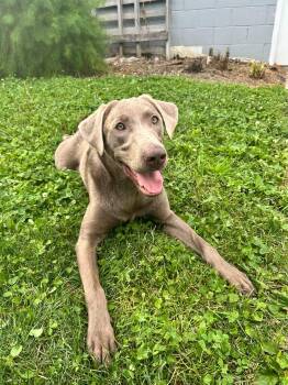 Dolly -  Labrador Retriever Dog for Adoption in Indianapolis, Indiana - Dolly | PetCurious
