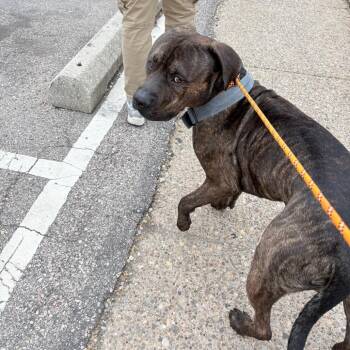 Mixed Breed Dogs Available for Adoption - Roo | PetCurious