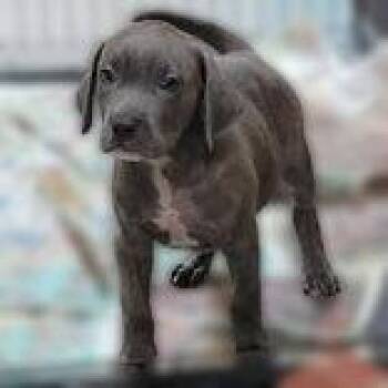 Roku -  Pit Bull Terrier Dog for Adoption in Portsmouth, Ohio - Roku | PetCurious