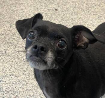Chihuahua and Pug Dogs Available for Adoption in Golden, Colorado - Frankie | PetCurious