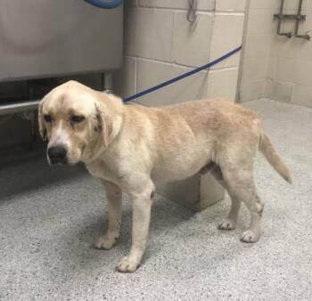 MAX -  Labrador Retriever and Mixed Breed Dog for Adoption in Conroe, Texas - MAX | PetCurious