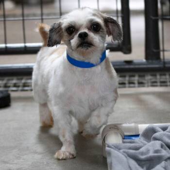 Rescue Shih Tzu Dogs for Adoption in Peyton, Colorado - Andy (OT25-132) | PetCurious