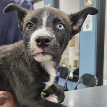 Ramen -  Mixed Breed and Husky Dog for Adoption in Newark, New Jersey - Ramen | PetCurious