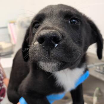 Apple Juice -  Labrador Retriever and Collie Dog for Adoption in Hattiesburg, Mississippi - Apple Juice | PetCurious