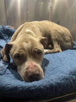 American Staffordshire Terrier Dogs Available for Adoption - STEWIE | PetCurious