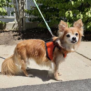 Barbara Jane -  Papillon Dog for Adoption in East Hampton, New York - Barbara Jane | PetCurious
