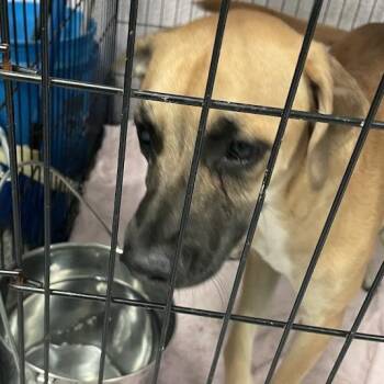 Puppa -  Black Mouth Cur Dog for Adoption in Port Charlotte, Florida - Puppa | PetCurious