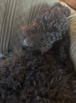 Goldendoodle Dogs Available for Adoption - Knox | PetCurious