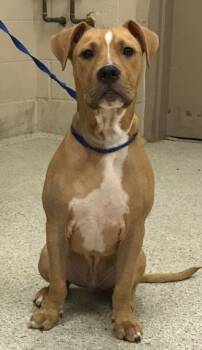 Rescue Boxer and Black Mouth Cur Dogs for Adoption in Conroe, Texas - STUART | PetCurious