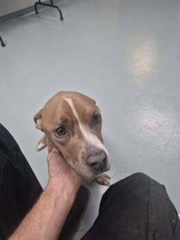 Pit Bull Terrier and Mixed Breed Dogs Available for Adoption in St. Cloud, Florida - BONNIE | PetCurious