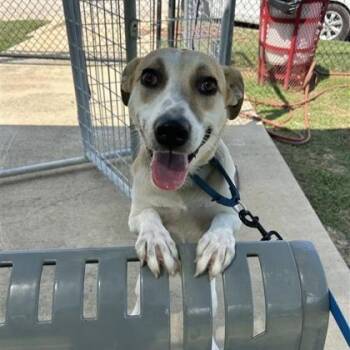 Rescue Shepherd and Mixed Breed Dogs for Adoption in Dallas, Texas - Maxine | PetCurious