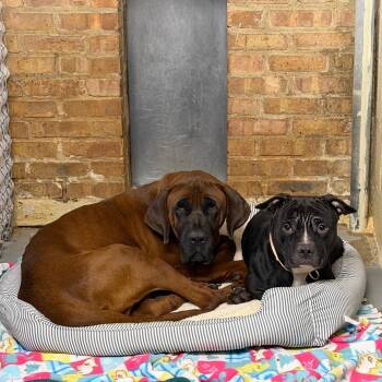 Anthony -  Mastiff and Mixed Breed Dog for Adoption in Northbrook, Illinois - Anthony | PetCurious