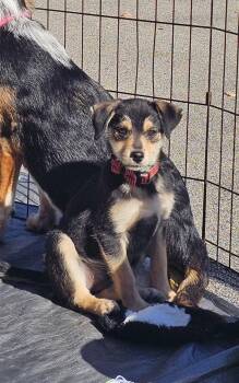 Geneva the wirehair miniature pinscher -  Miniature Pinscher and Wirehaired Terrier Dog for Adoption in Muskego, Wisconsin - Geneva The Wirehair Miniature Pinscher | PetCurious
