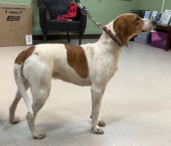 Jill -  Coonhound and Mixed Breed Dog for Adoption in Burnsville, North Carolina - Jill | PetCurious