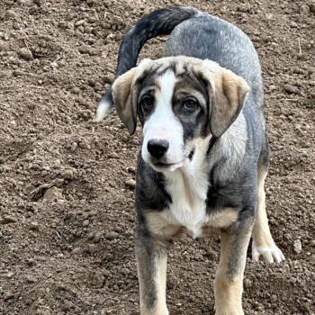 Elsa -  Mountain Dog and Mixed Breed Dog for Adoption - Elsa | PetCurious