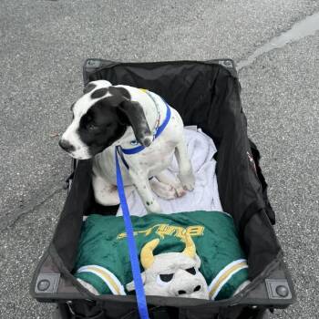 Boxer and Great Dane Dogs Available for Adoption in Tampa, Florida - Croc | PetCurious