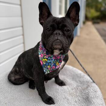 Rescue French Bulldog Dogs for Adoption in Newberg, Oregon - Mabelle | PetCurious