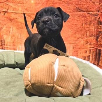 Rescue Mixed Breed Dogs for Adoption in Mooresville, Indiana - Coal | PetCurious