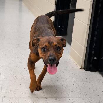 Copper -  Mixed Breed Dog for Adoption in Chanute, Kansas - Copper | PetCurious
