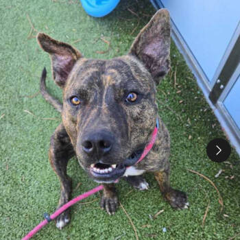 Rescue Pit Bull Terrier Dogs for Adoption in Apache Junction, Arizona - Brownie | PetCurious