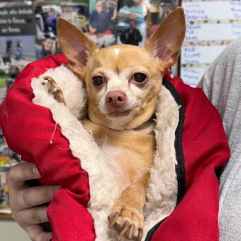 Chihuahua Dogs Available for Adoption - Maggie | PetCurious