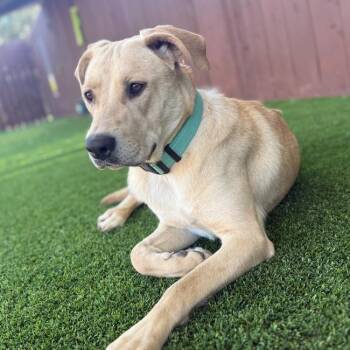 Labrador Retriever Dogs Available for Adoption in San Diego, California - Baine | PetCurious