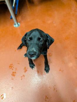 Mixed Breed Dogs Available for Adoption - Frylock | PetCurious