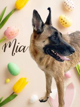 Belgian Shepherd Malinois Dogs Available for Adoption - Mia | PetCurious