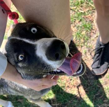 Siberian Husky and Shepherd Dogs Available for Adoption in Sioux City, Iowa - Huc (hoonch) | PetCurious