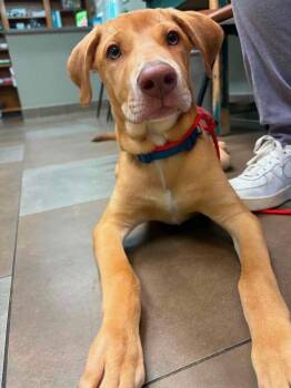 Sterling -  Labrador Retriever Dog for Adoption in Tulsa, Oklahoma - Sterling | PetCurious