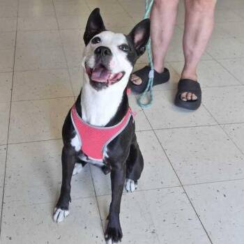 Sister Location -  Mixed Breed Dog for Adoption in Davenport, Iowa - Sister Location | PetCurious