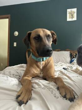 Hound Dogs Available for Adoption - SAMSON | PetCurious