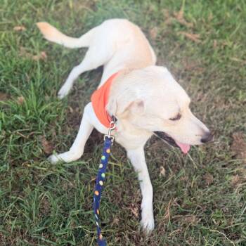 Whitey -  Labrador Retriever and Mixed Breed Dog for Adoption in Brainerd, Minnesota - Whitey | PetCurious