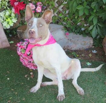 ELLIE -  Australian Cattle Dog Blue Heeler and Mixed Breed Dog for Adoption in Oklahoma City, Oklahoma - ELLIE | PetCurious