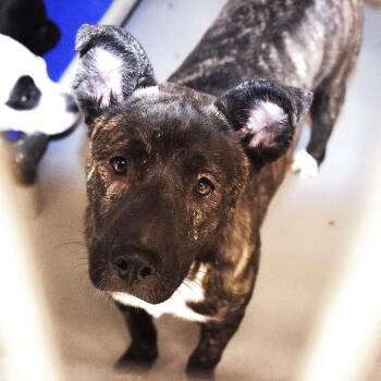 Shepherd Dogs Available for Adoption in San Jacinto, California - Captain Marvel | PetCurious