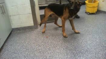 GAVIN -  German Shepherd Dog Dog for Adoption in Charlotte, North Carolina - GAVIN | PetCurious