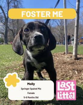 Chihuahua and Cocker Spaniel Dogs Available for Adoption in Clarksburg, Ontario - Molly | PetCurious