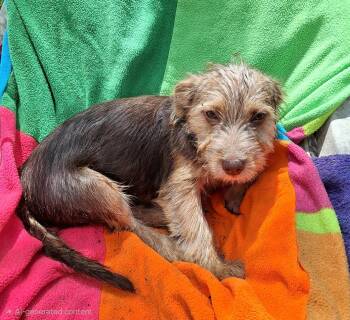 Liluna WA14582-T LOCAL Adoption Event in Bellevue 8/21 -  Schnauzer and Border Terrier Dog for Adoption in Missouri City, Texas - Liluna WA14582-T LOCAL Adoption Event In Bellevue 8/21 | PetCurious