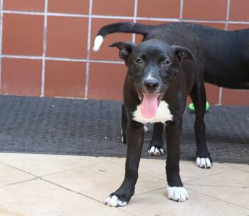 Rescue Terrier and Labrador Retriever Dogs for Adoption in Pflugerville, Texas - Coco L | PetCurious