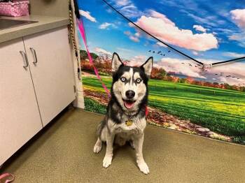 SIR -  Siberian Husky and Mixed Breed Dog for Adoption in Moreno Valley, California - SIR | PetCurious