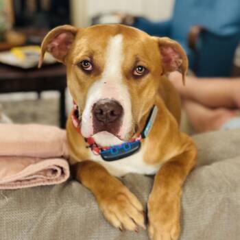 Maddie -  Hound and Mixed Breed Dog for Adoption in Peachtree City, Georgia - Maddie | PetCurious