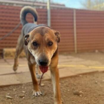 German Shepherd Dog Dogs Available for Adoption - Lenny | PetCurious